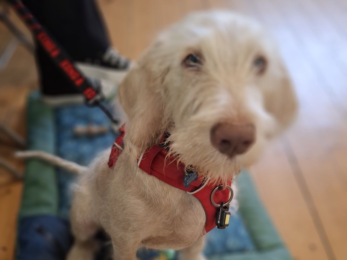 Novice Dog Training Class