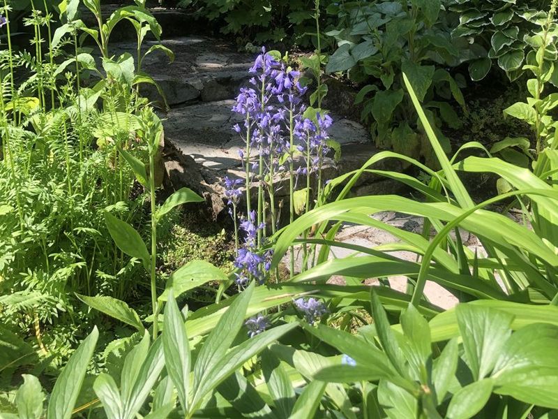 Scotland’s Gardens Scheme Open Garden: Braehead House