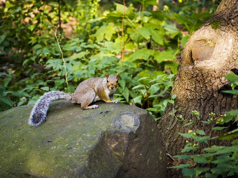 Spot wildlife in the woodlands this spring