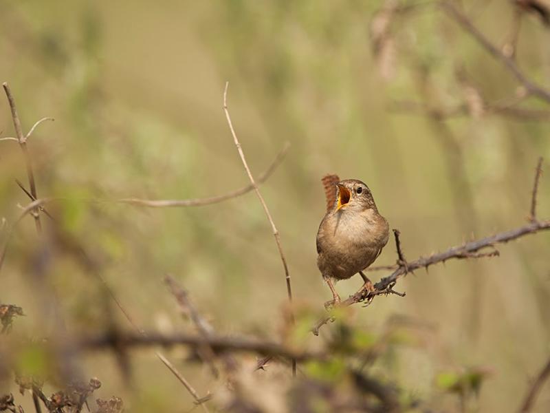 Dawn Chorus at Baron’s Haugh