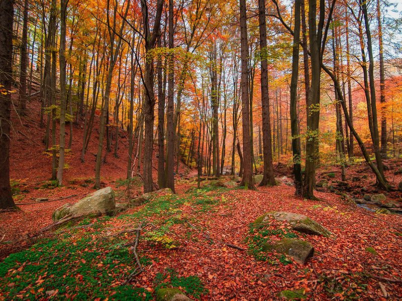 Autumn Forest Bathing Walk at Hermitage of Braid Nature Reserve