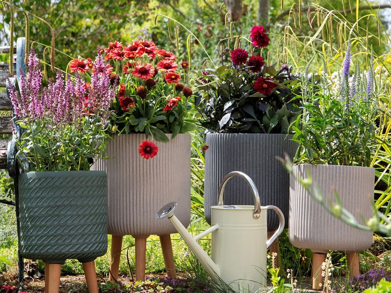 Dobbies gives customers hot tips for summer gardening News What's
