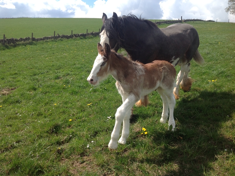 The Clydesdale Horse Society Winter Fair