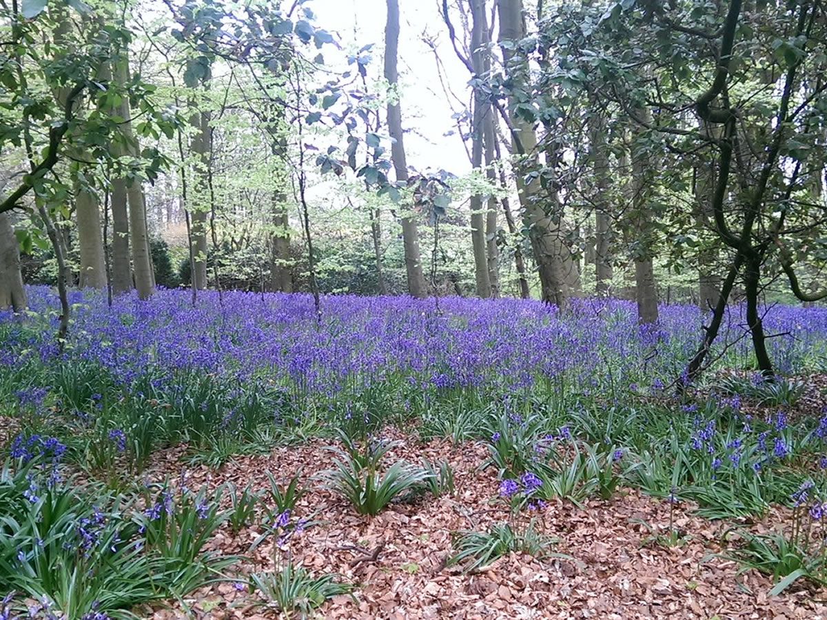 Scotland’s Gardens Scheme Open Garden: Wemyss Castle Gardens