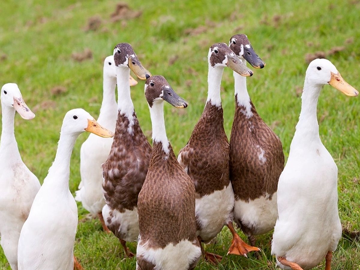 Dog and Duck Day