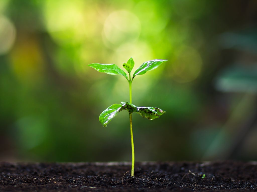 Tree Planting in East Renfrewshire