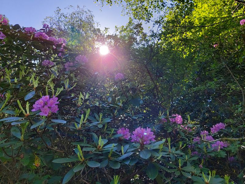 Drop In: Practical Conservation (Sitka/Rhododendron)