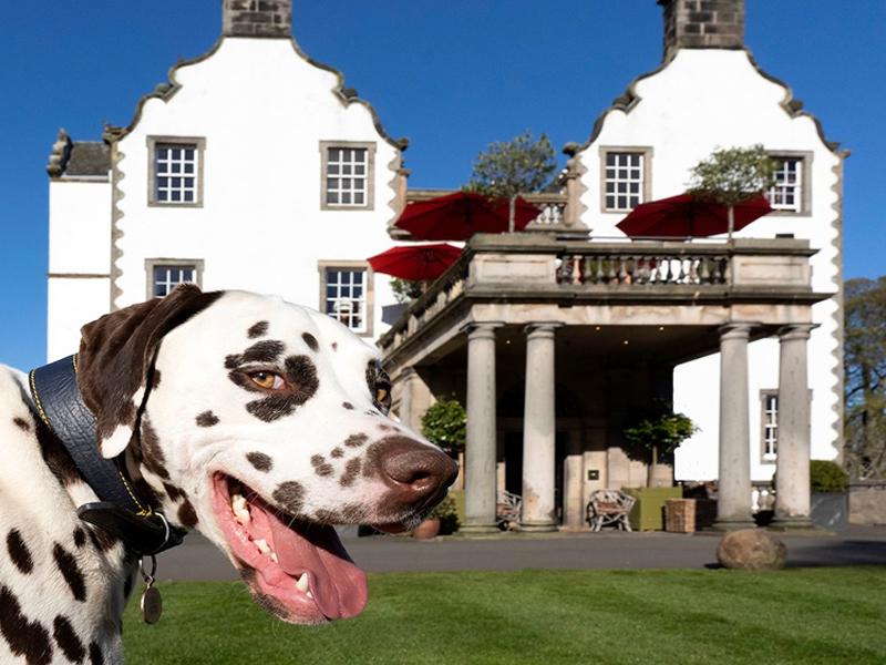 National Dog Day 26th August. Raise the woof at these dog friendly venues  