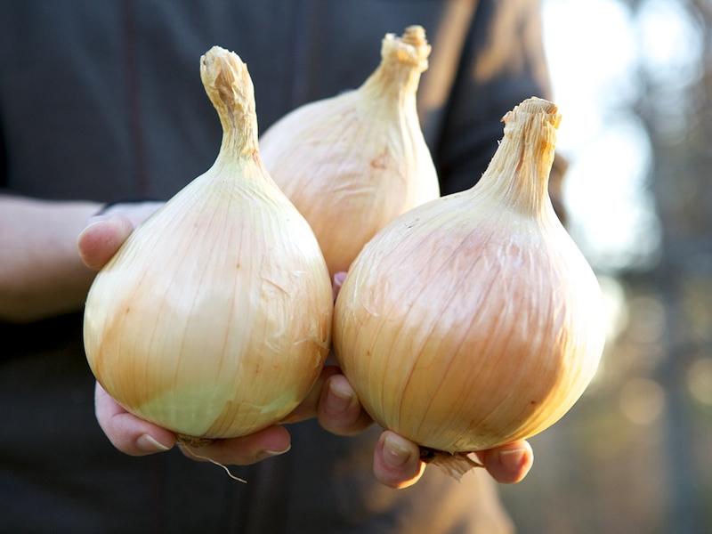 Enormous Ailsa Craig onion originated at Culzean Castle