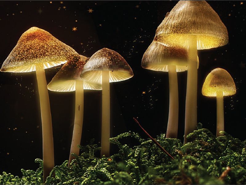 The Science of Magic Mushrooms with Dr David Luke