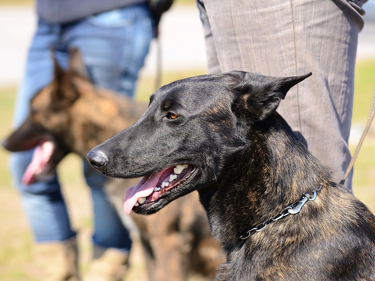 Dog Training: Recall Workshop