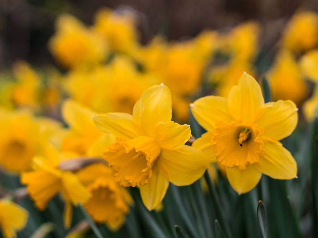 Daffodil and History Walk