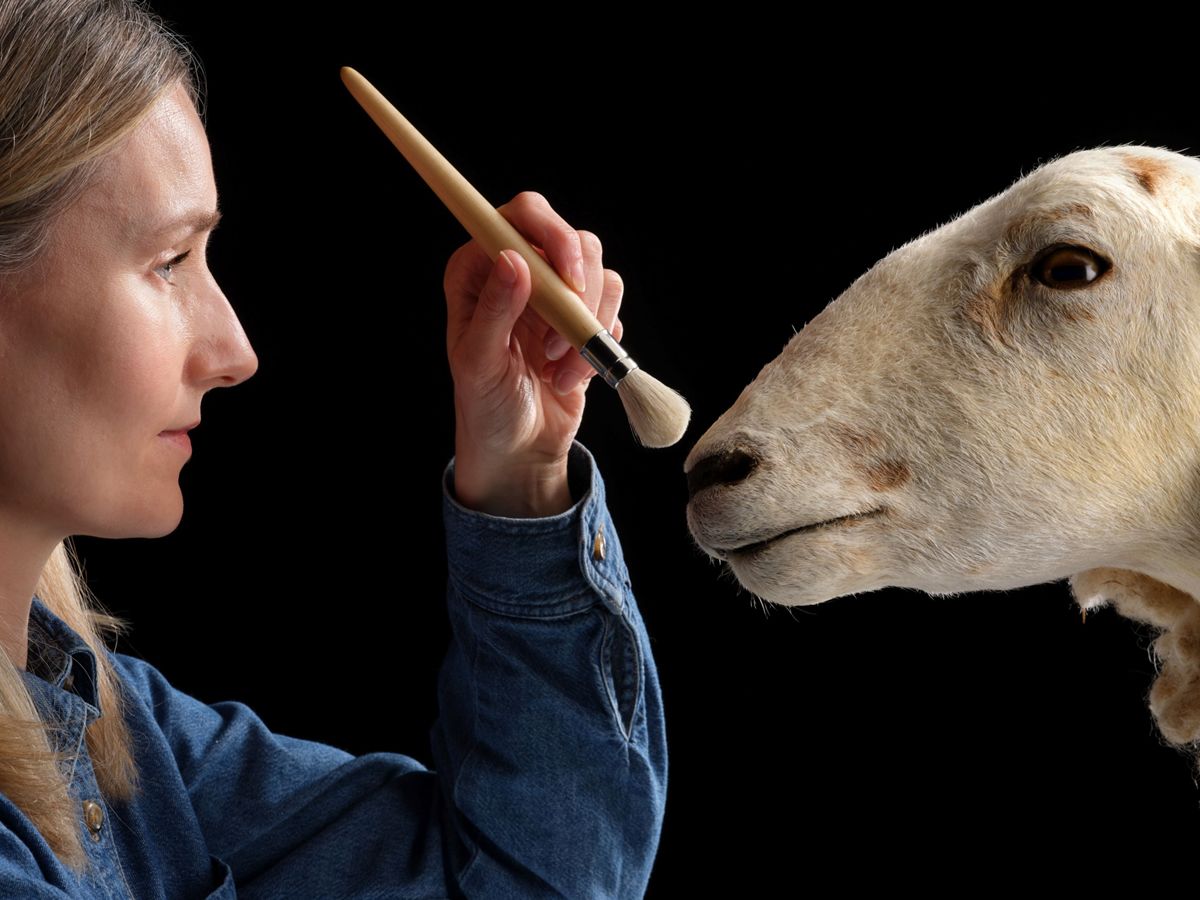 Cloned sheep that paved the way for Dolly the sheep goes on show at the National Museum of Rural Life