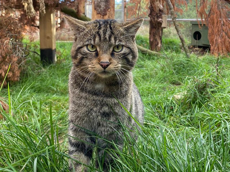 Save a species, sponsor a wildcat