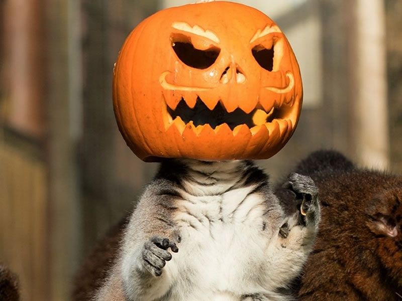 Zoo Boo! Breakfasts
