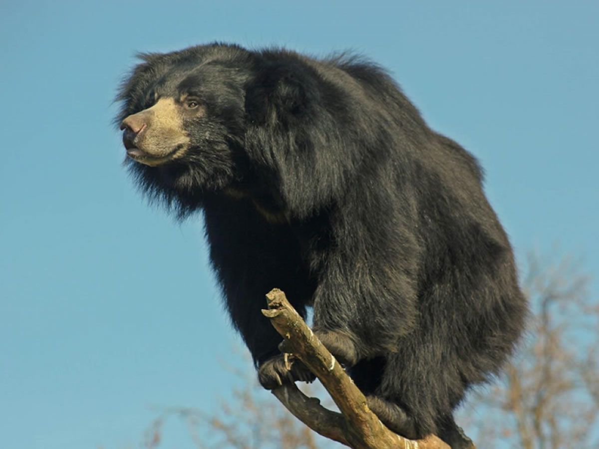 Edinburgh Zoo welcomes second rare sloth bear