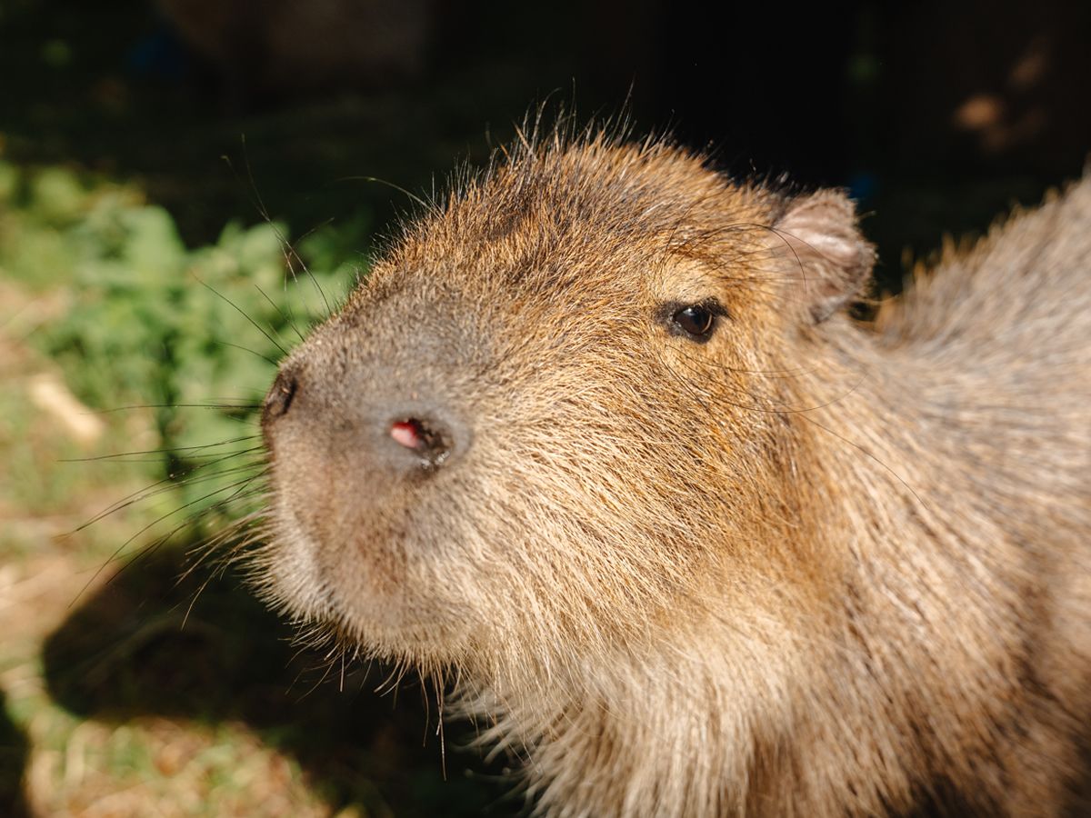 Wildlife conservation charity urges change to weather apps as misleading forecasts deter thousands of visitors