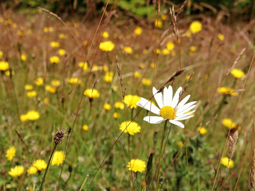 Daisy Friday