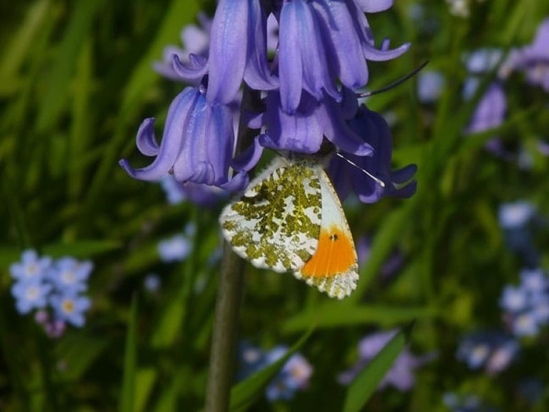 Summer Butterfly Walk