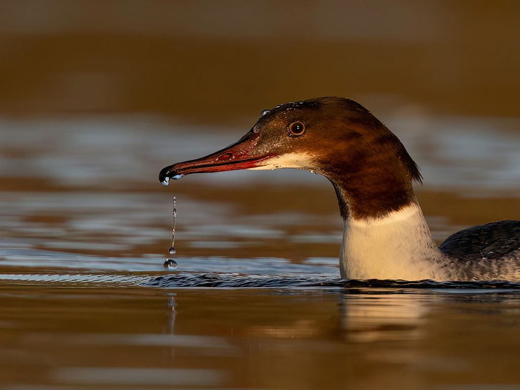 Beginners Wildlife Photography Workshop