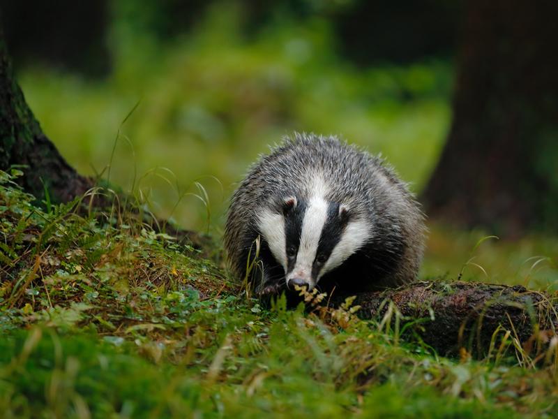 Badger Watch at Falls of Clyde