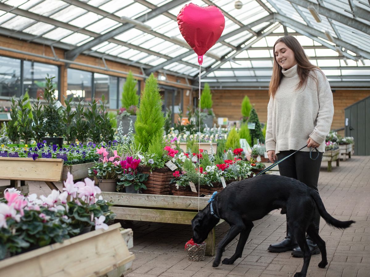 Celebrate love with your PAWfect Valentine at Dobbies Garden Centres