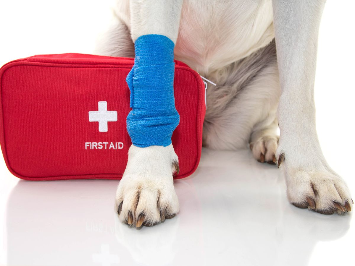 Langbank Canine First Aid Course