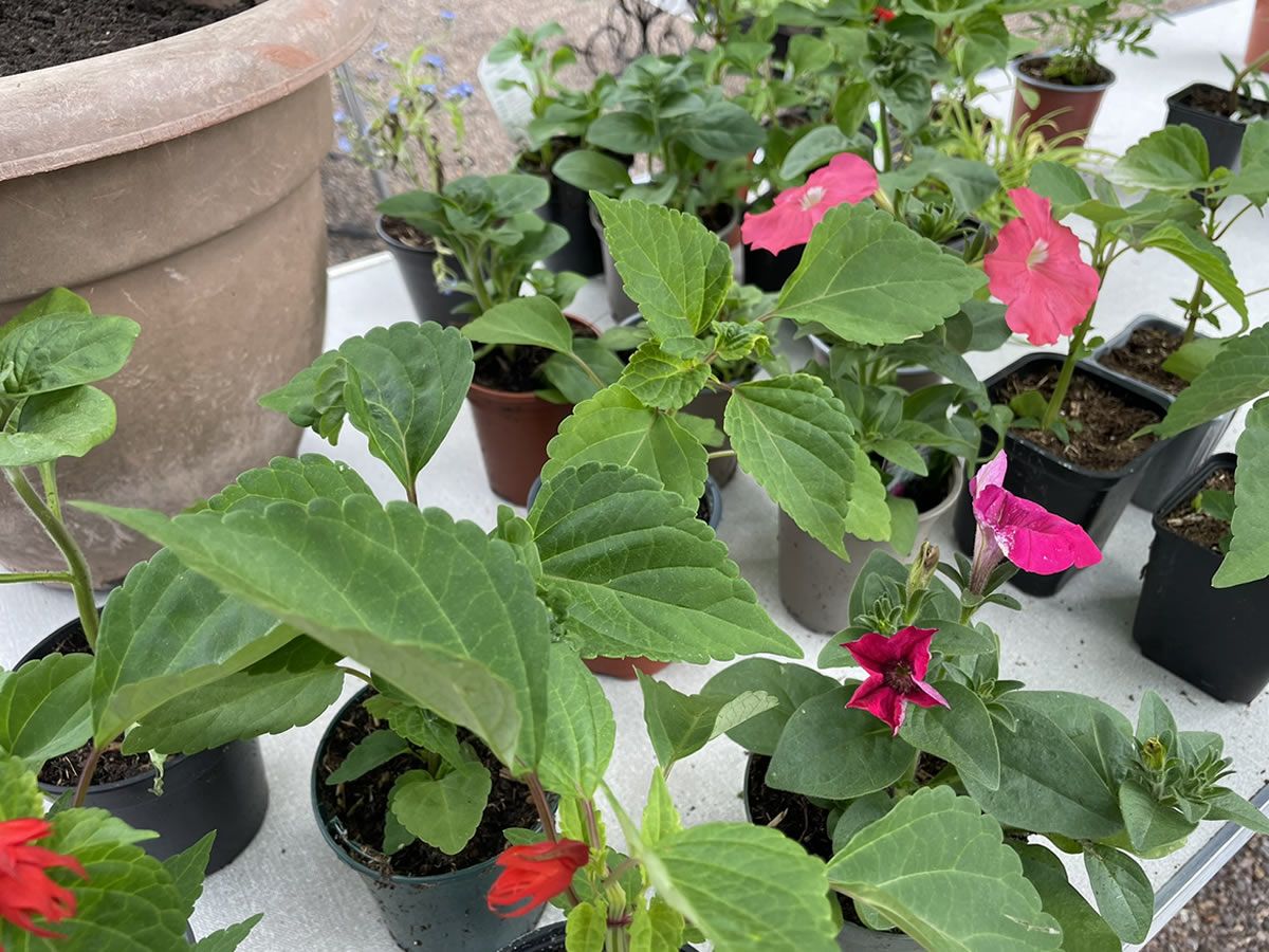 Spring Fair & Plant Sale