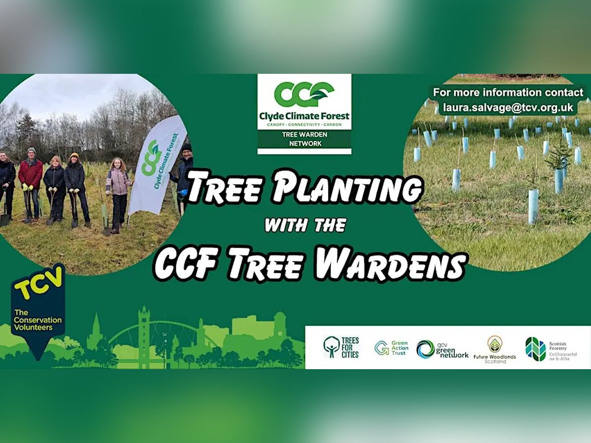 Tree Planting on Kirkmuir Drive, Rutherglen with CCF Tree Wardens