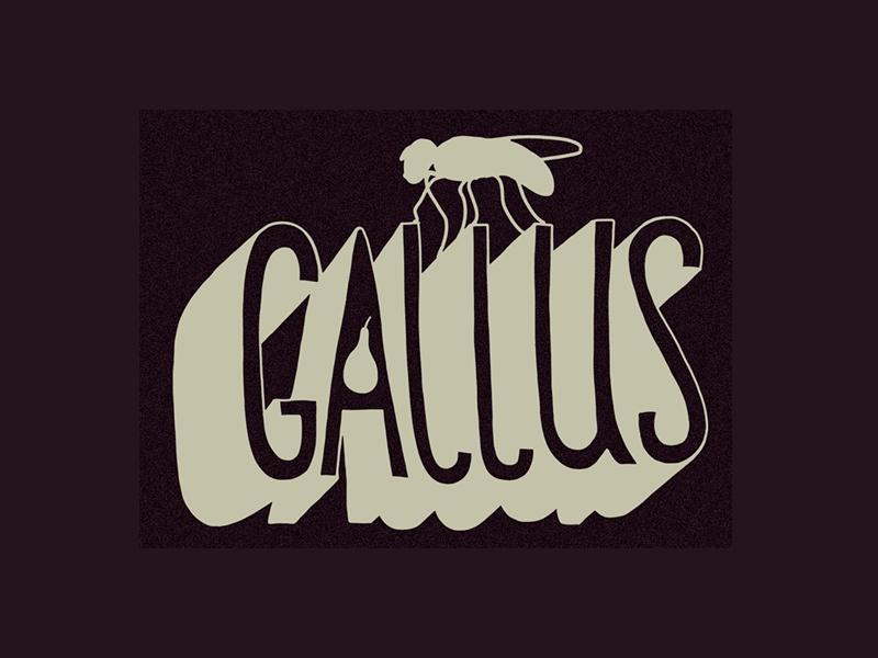 Gallus