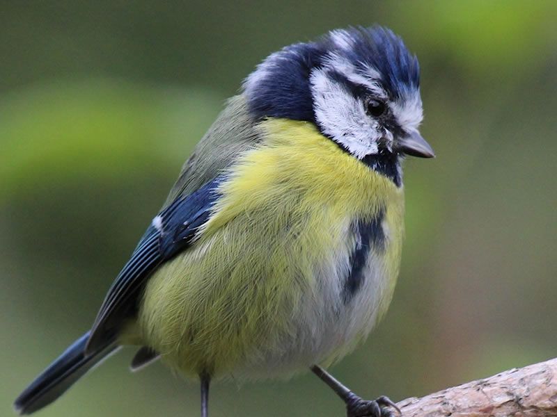 Forest School – Bird feeders