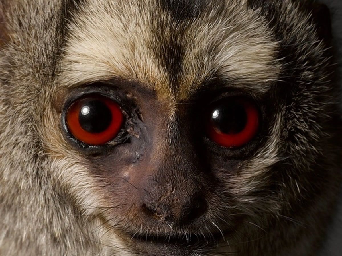 Monkeys: Our Primate Family