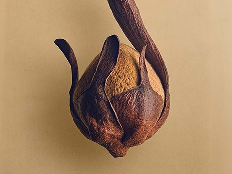 The Hidden Beauty of Seeds & Fruits: The Botanical Photography of Levon Biss
