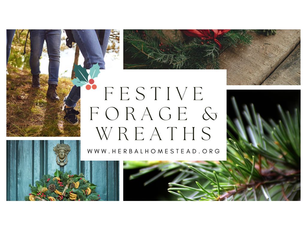Festive Forage, Wreath Making & Conifer Needle Tea!