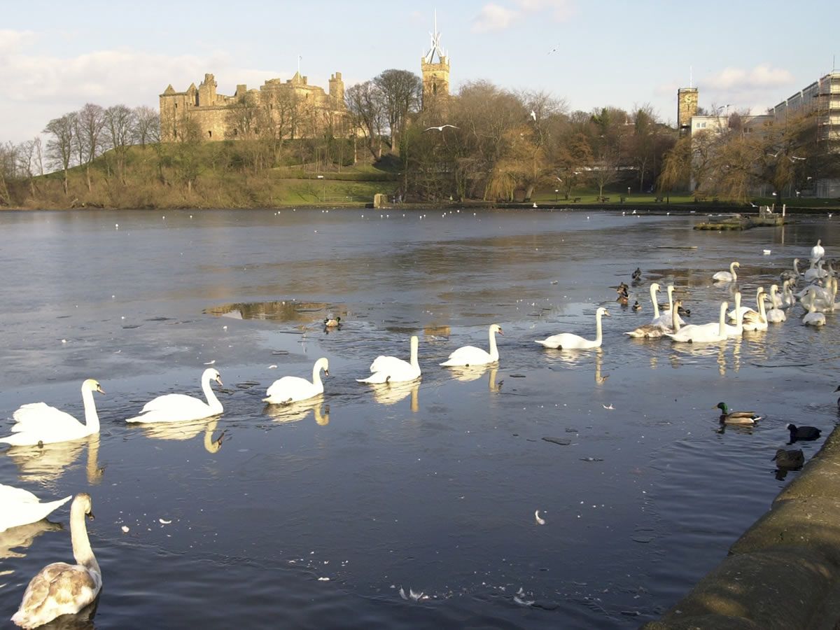 Winter Wetland Wander