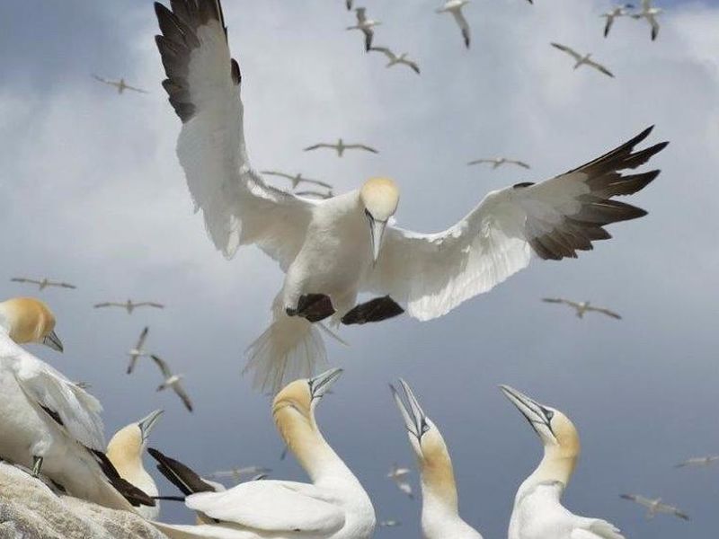 Edinburgh Science Festival: Gannet Games