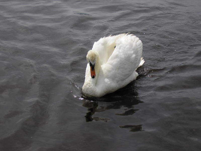 Birds of Castle Semple Loch