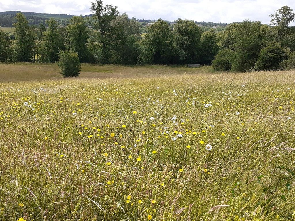 Midsummer Wander at RSPB Baron’s Haugh