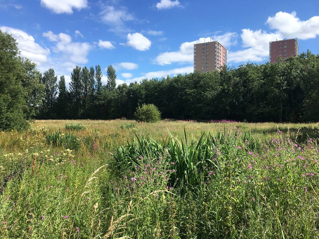 Malls Mire Community Woodland