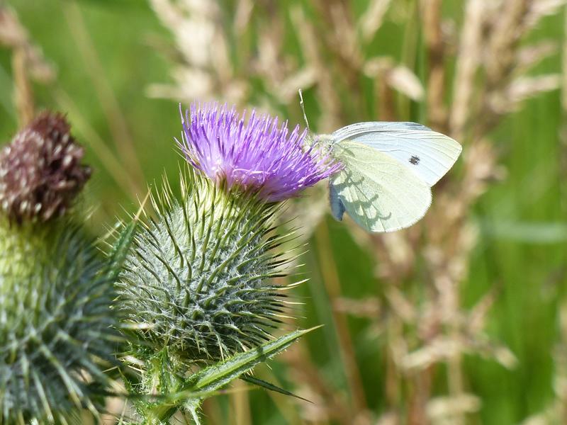 Butterflies of RSPB Scotland Loch Lomond