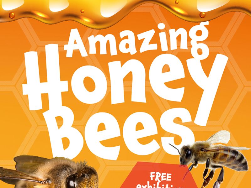 Amazing Honeybees