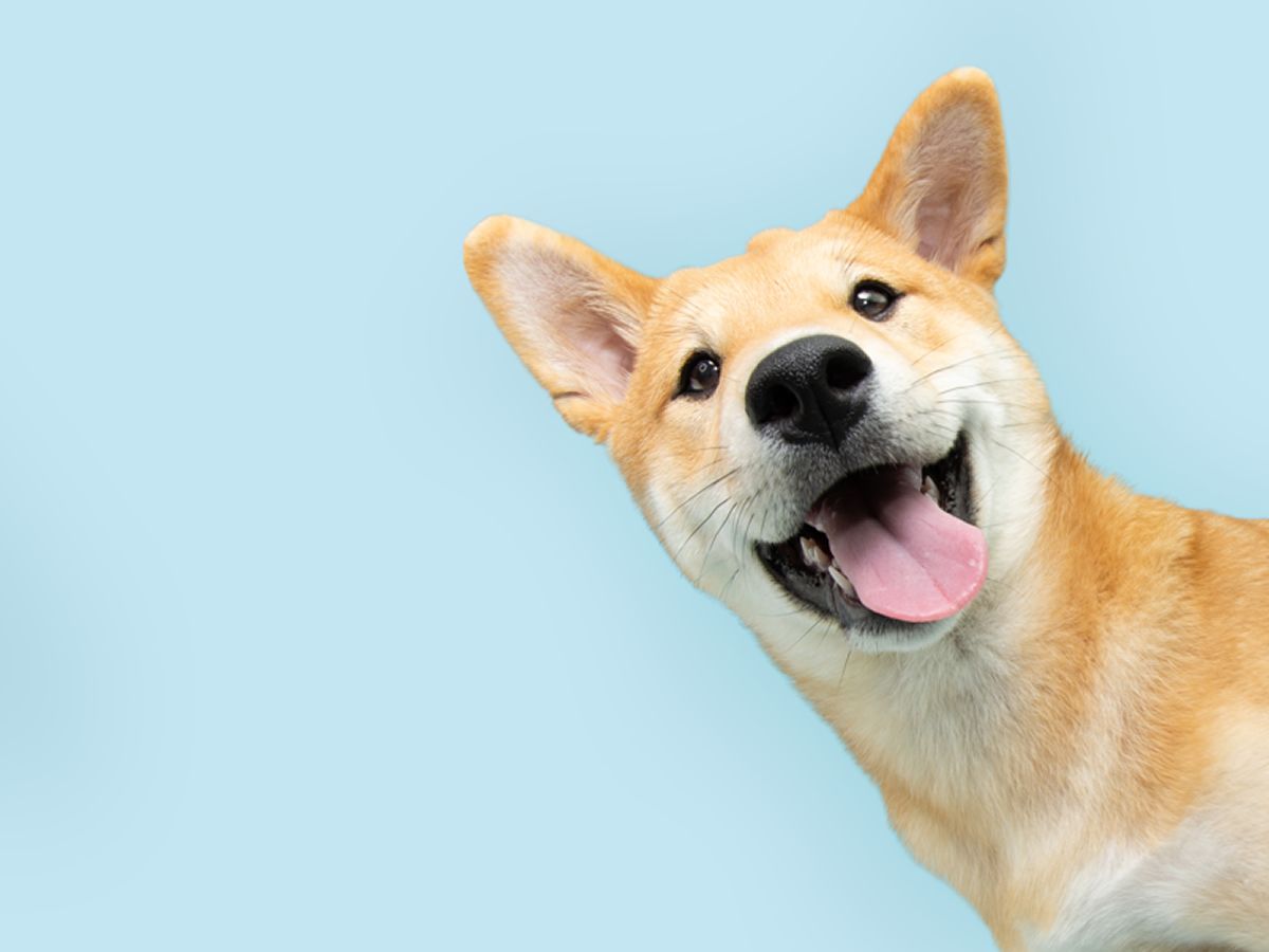 PAWsitive Vibes Only: Bookface Sip, Swap & Support for Refuweegee... and Dogs are Welcome!