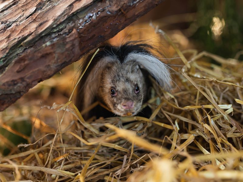 Scottish Deer Centre first in the world to capture a live haggis in Fife