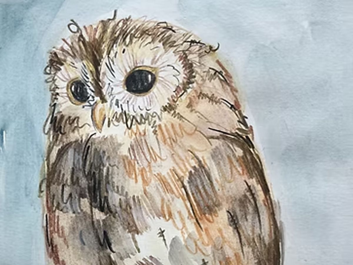 Drawing Scotland’s Birds