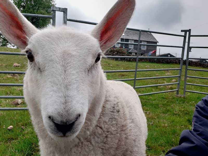 Kilmacolm Farm Tours