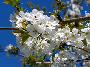 Spring scenes in focus for photo competition | News | What's On Lanarkshire