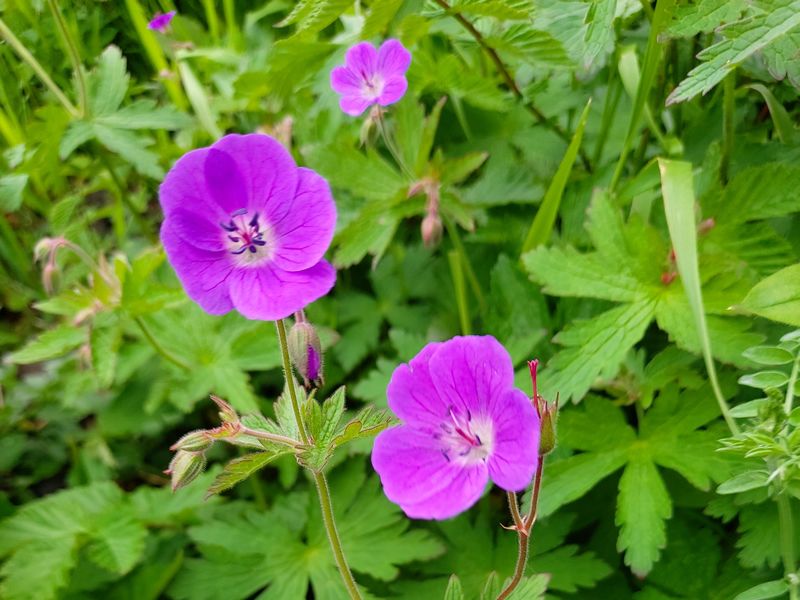 Wildflower Walk