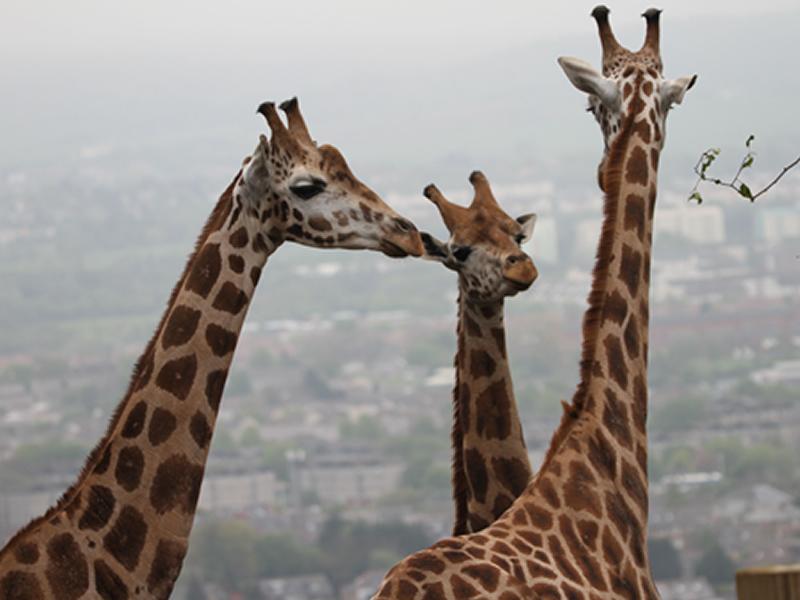 Edinburgh Zoo giraffes spotted outside for the first time