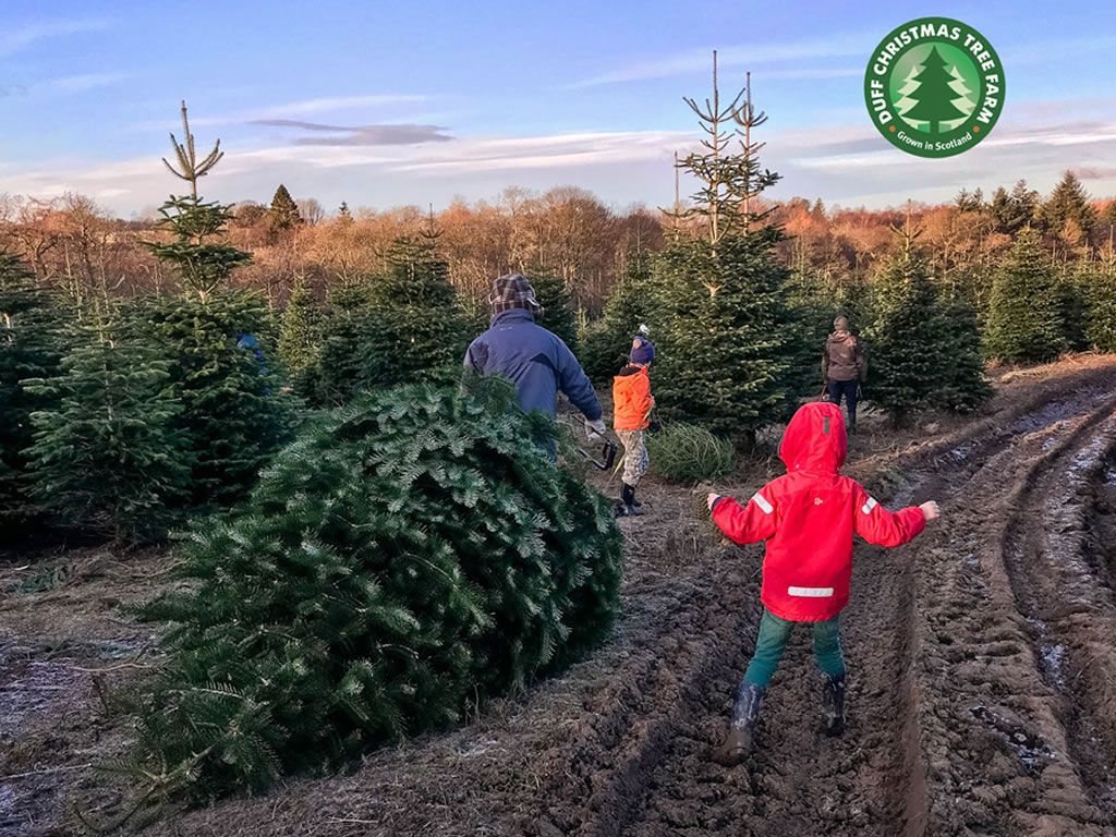 Scotland’s biggest and oldest ‘Cut Your Own Christmas Tree’ experience