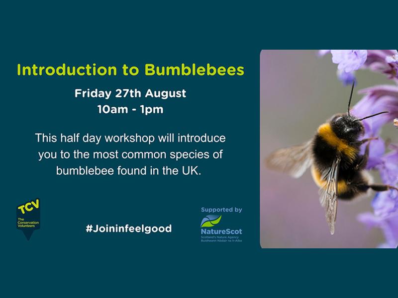 Introduction to Bumblebees
